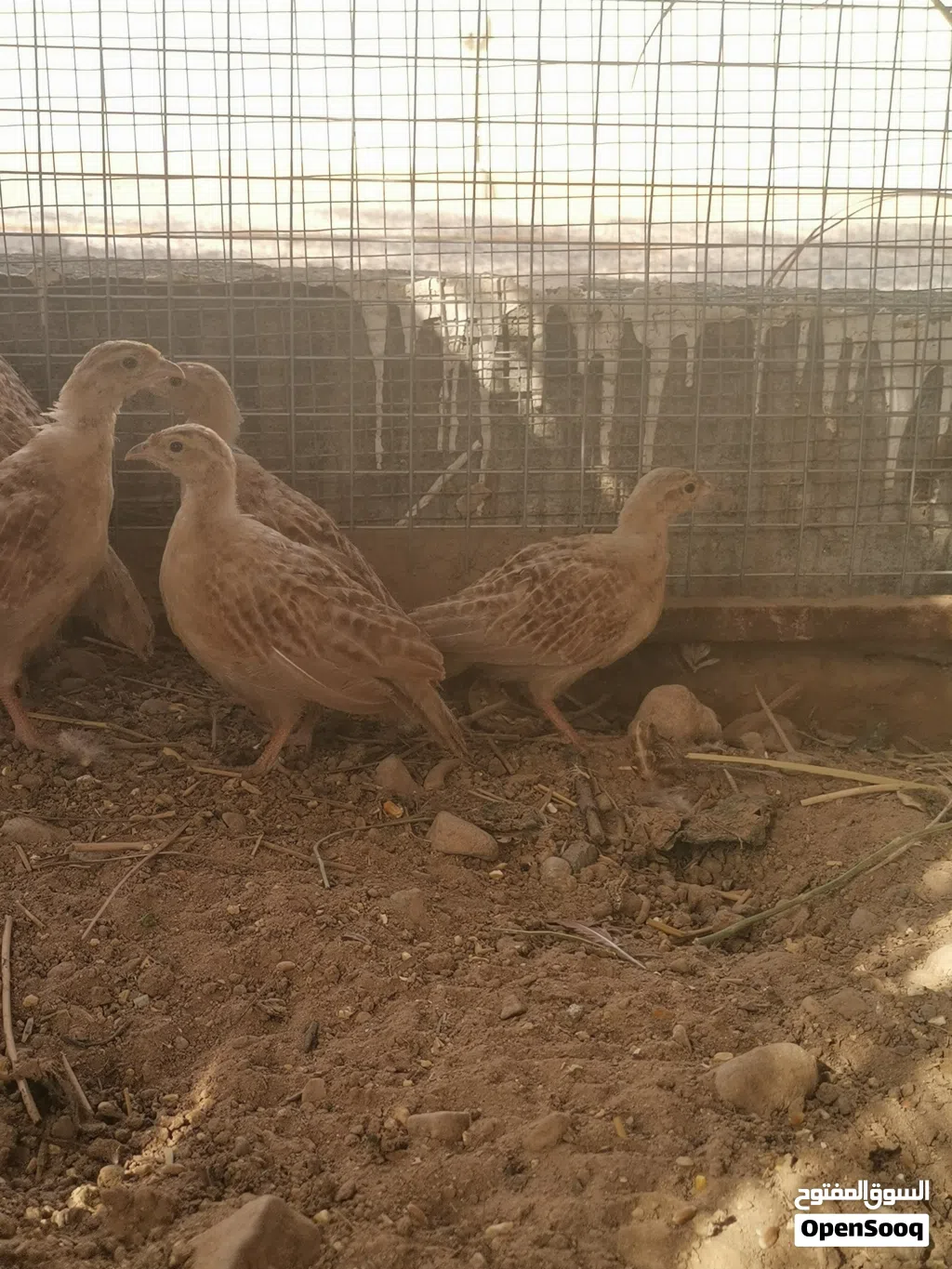 فراخ صفارد باكستانيات ذكر وانثى فقط