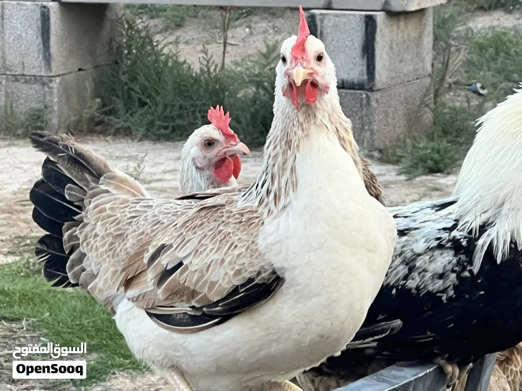بيع بيض دجاج دندرواي