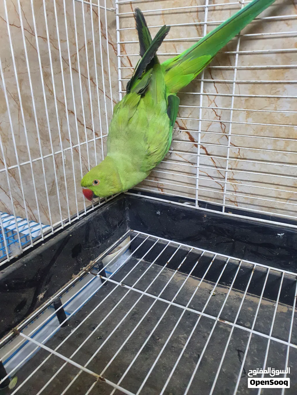 ببغاء درة مع قفص