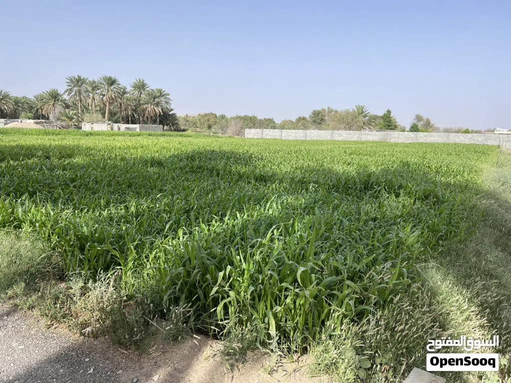 طعام علف ممتاز
