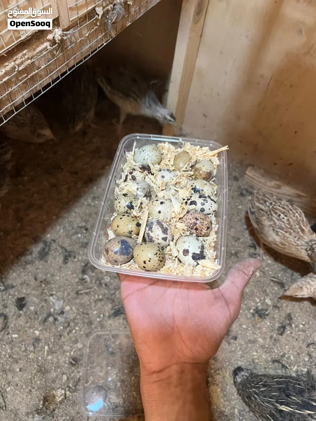 طيور السمان الغني عن التعريف فيه فوائد واحجام ماشاءالله نضام الطيبات بيضات مضمون حاجه ضخمه
