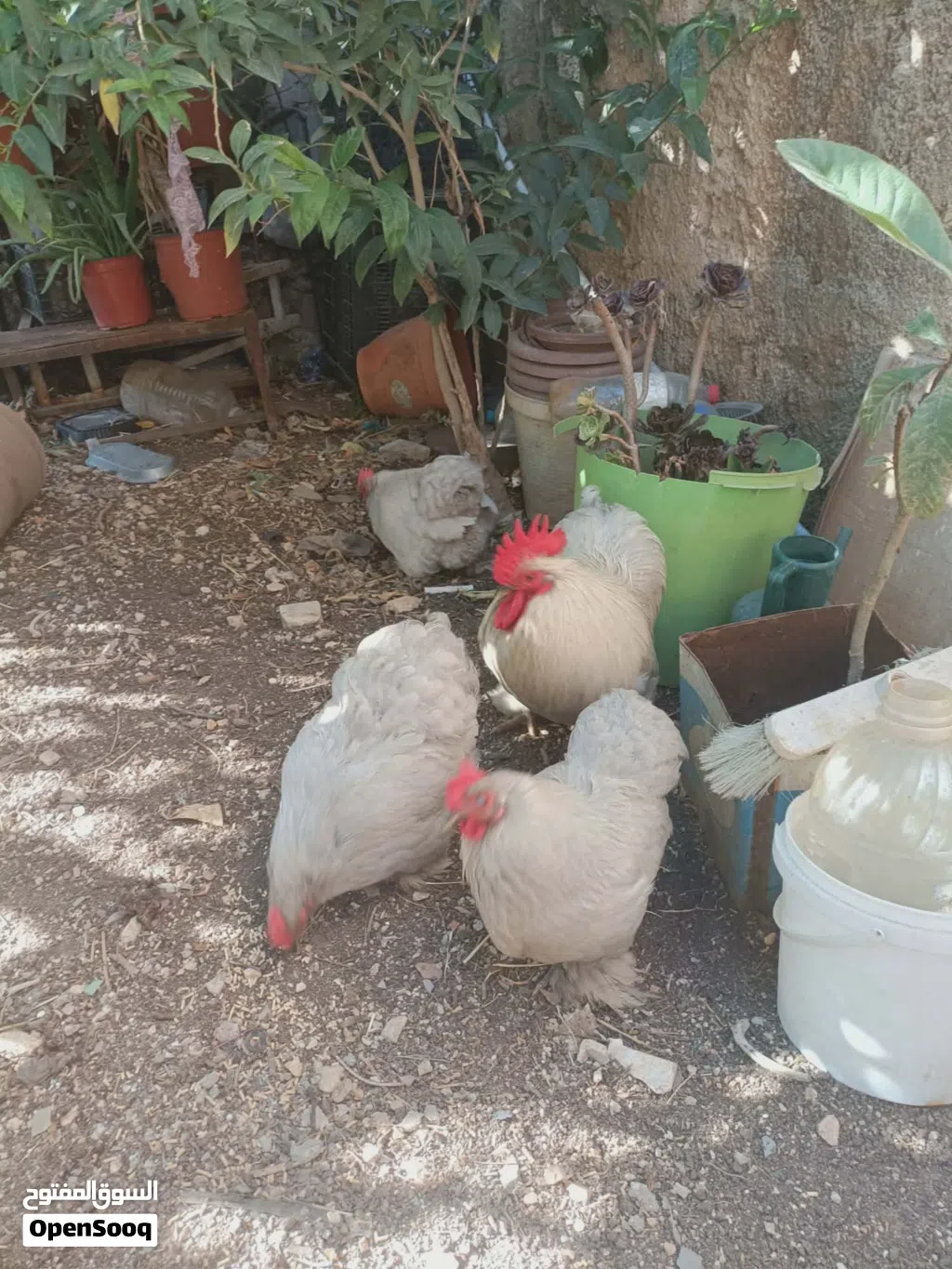 ديك و 3 جاجات كوشن بياضات