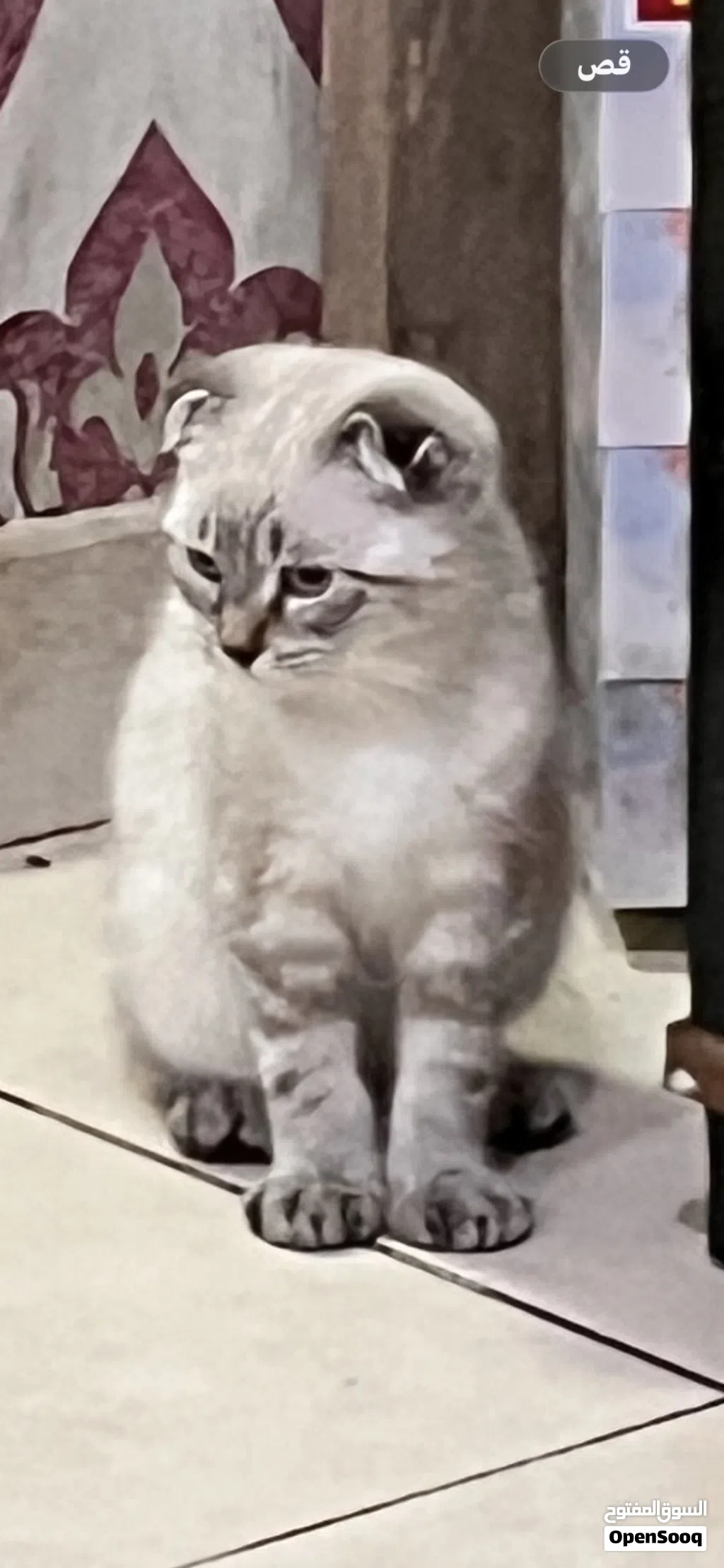 اسكوتش اسكوتش فولد