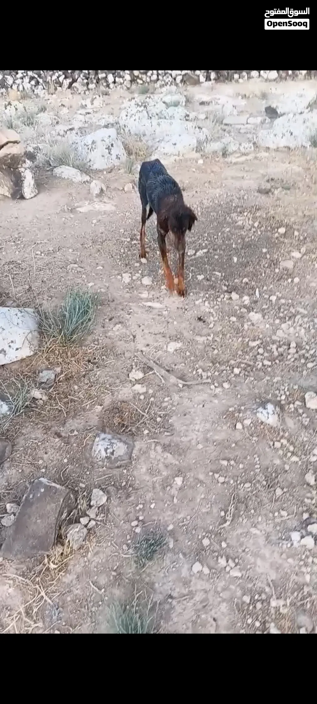 جوز سلقان صيادات