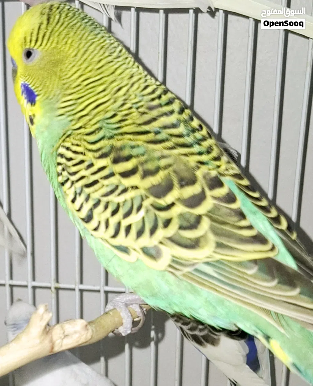 Beautiful, highly active organic diet fed budgies with bright colours for 105 SAR each