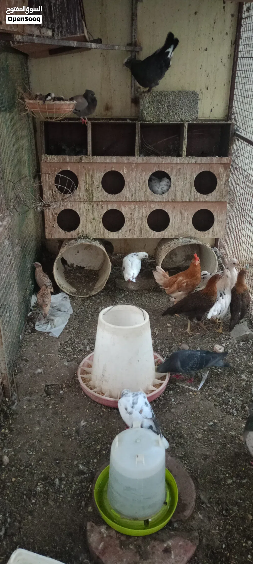 مجموعة طيور للبيع
