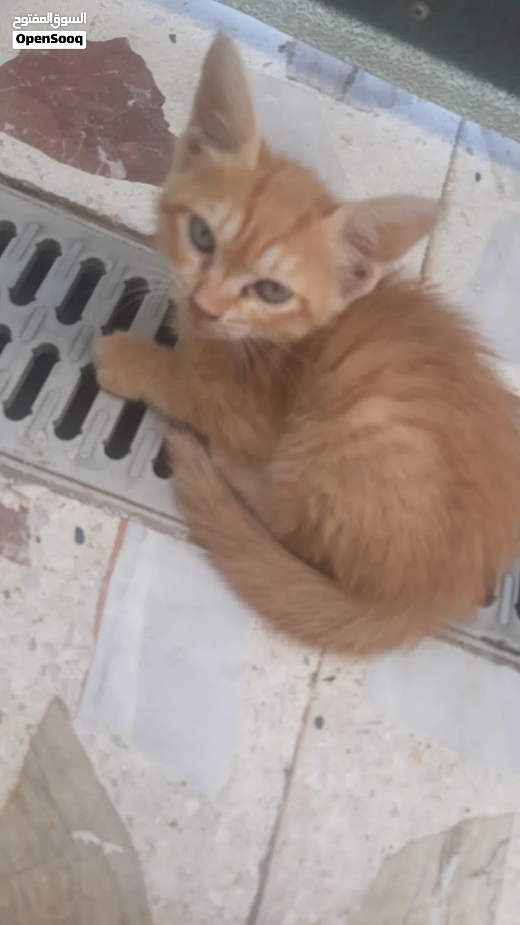 بزازين للتبني ( مجانيات )
