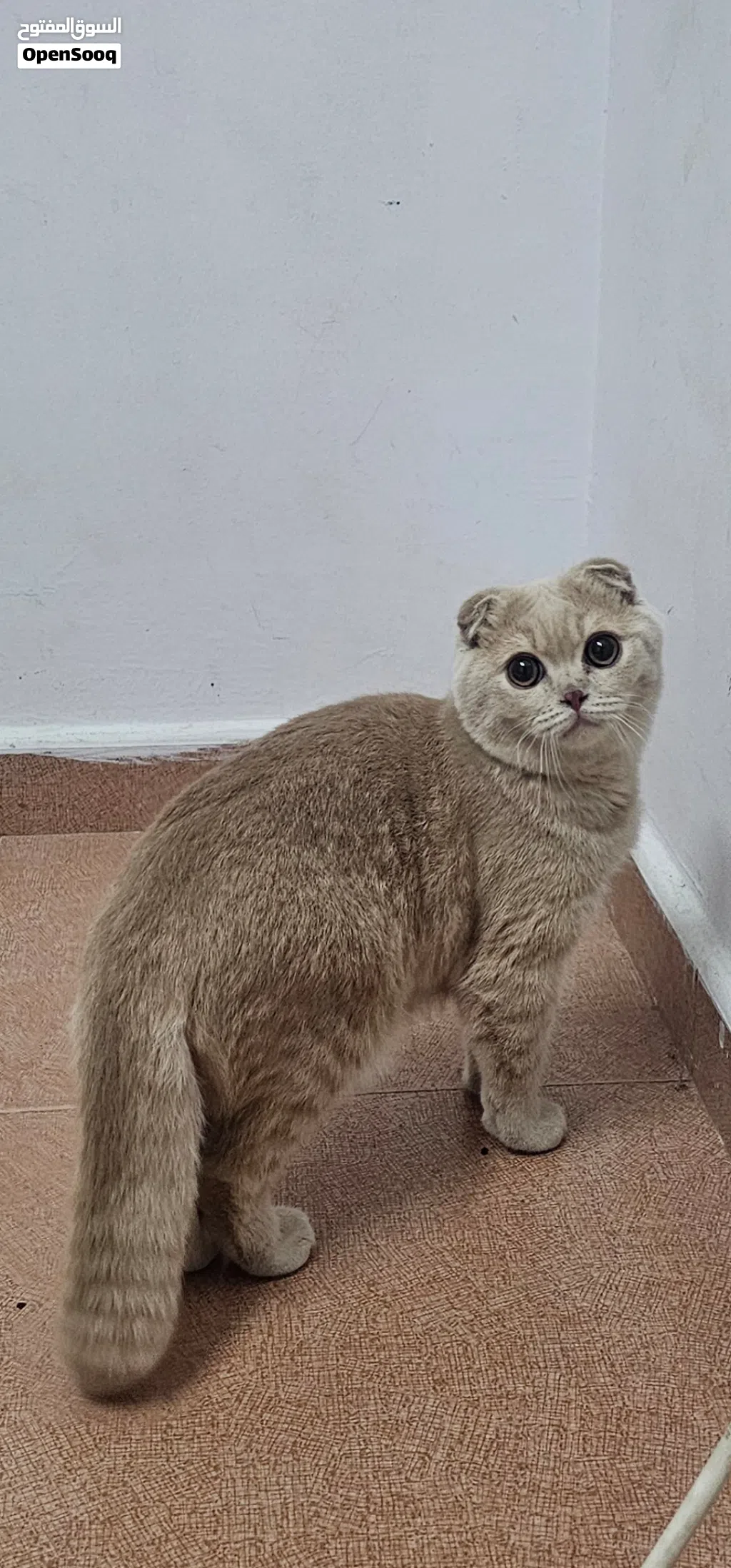 قط سكوتش دبل فولد