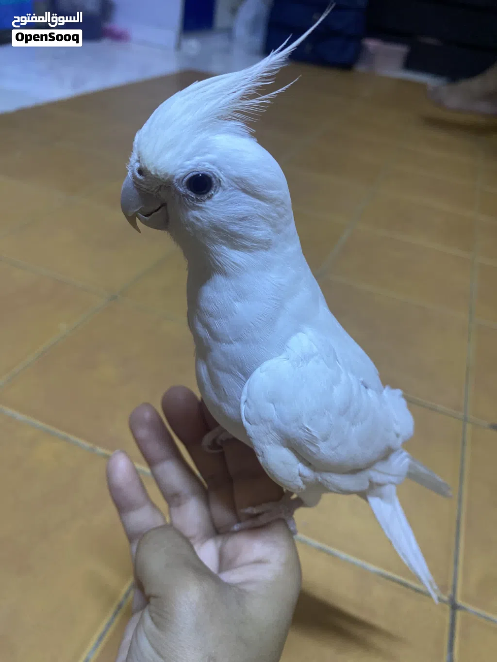 Eno male cocktail
