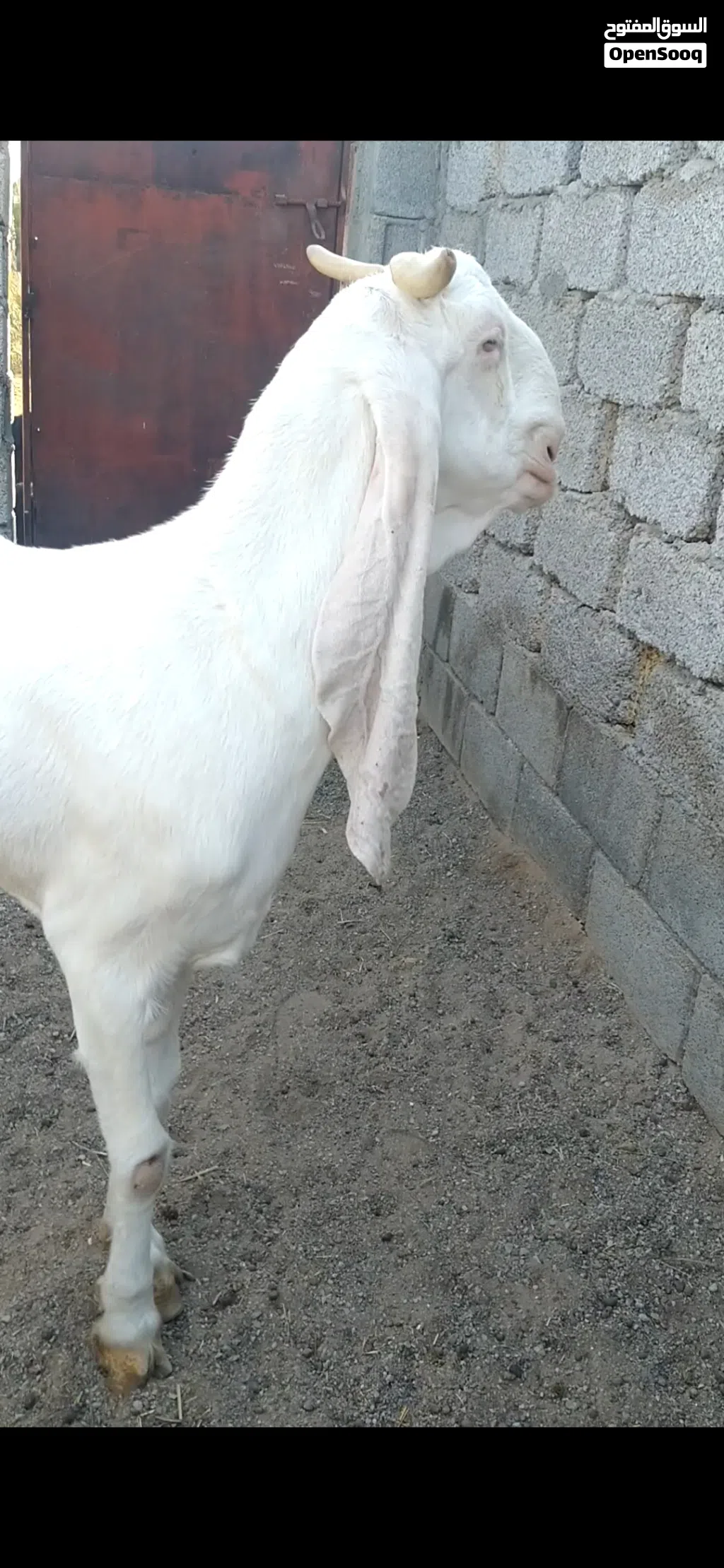 لبيع شاميه وبنجابيه
