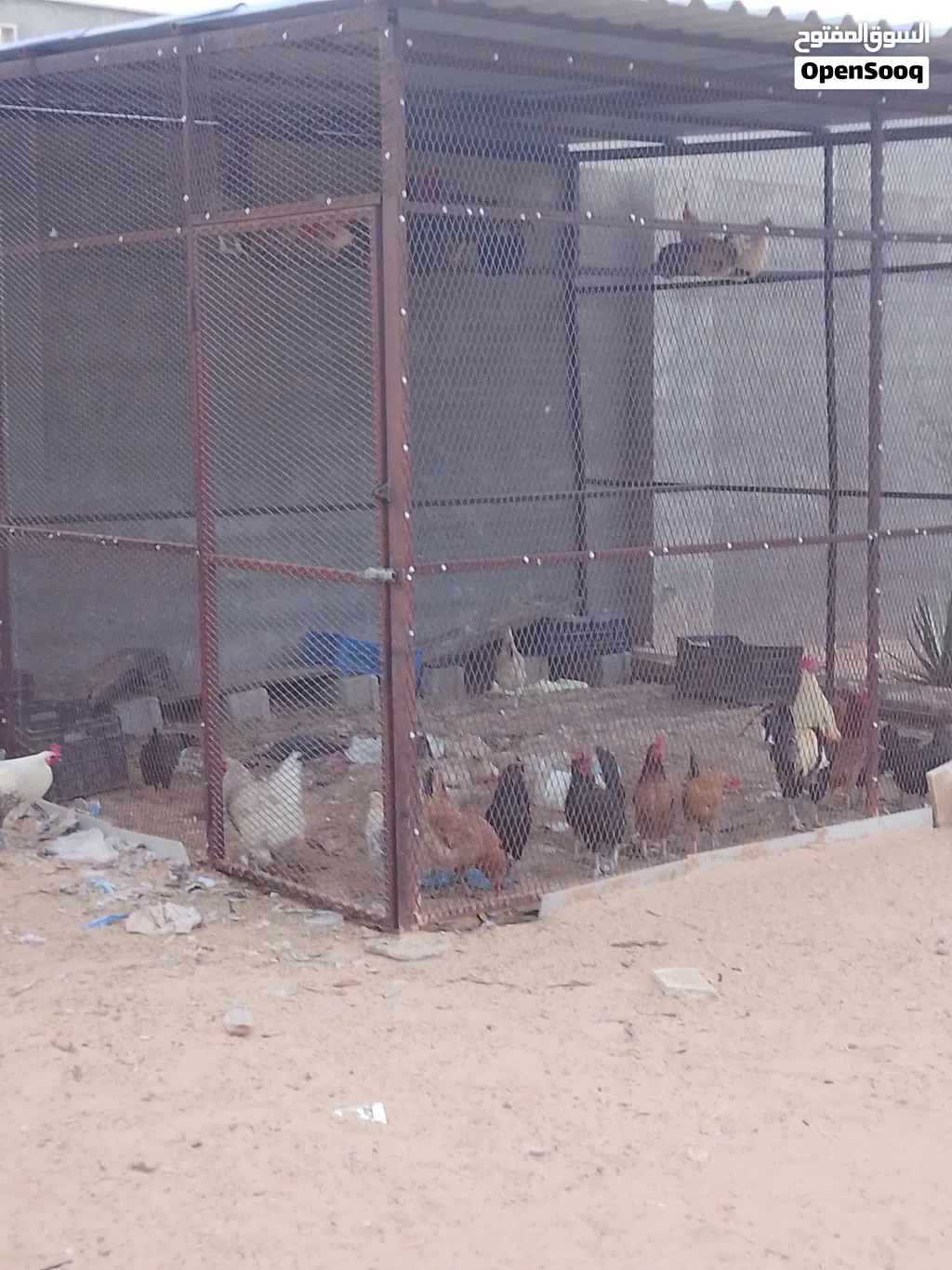 براكه والدجاج