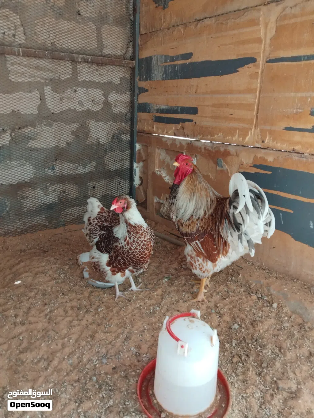 موجود بيض ون دوت بركاني