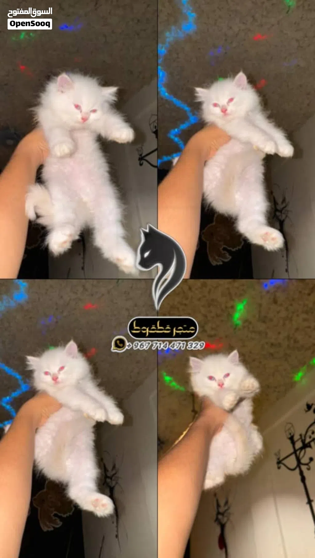 انثئ هملايا اورنج خفيف بلو ايز