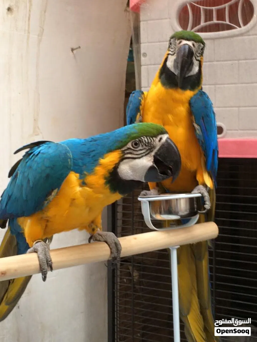 Pair of Blue and Gold Macaw Parrots