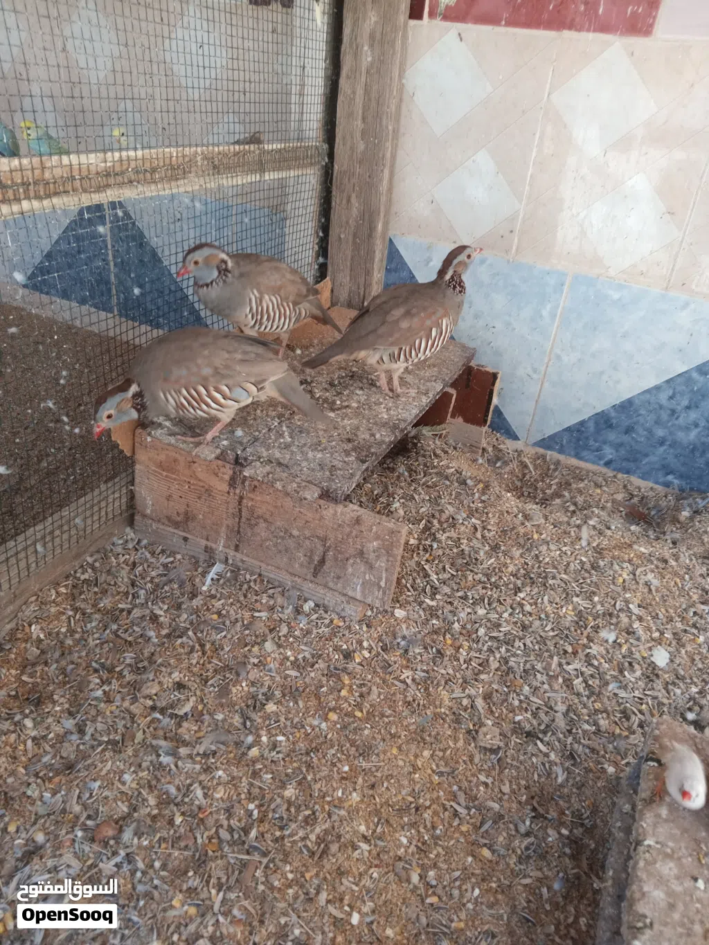 حجل عدد 2 ذكور وأنثى