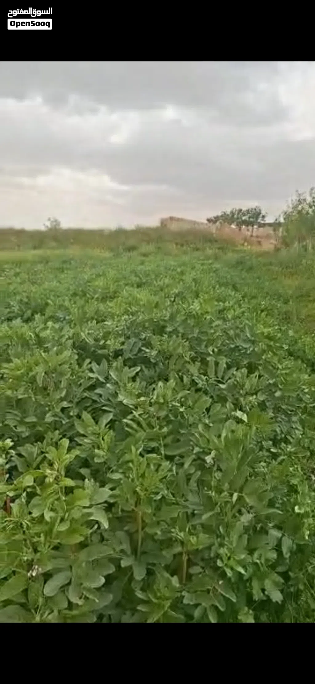 ارض بعربين على المتحلق الجنوبي موقع ممتاز