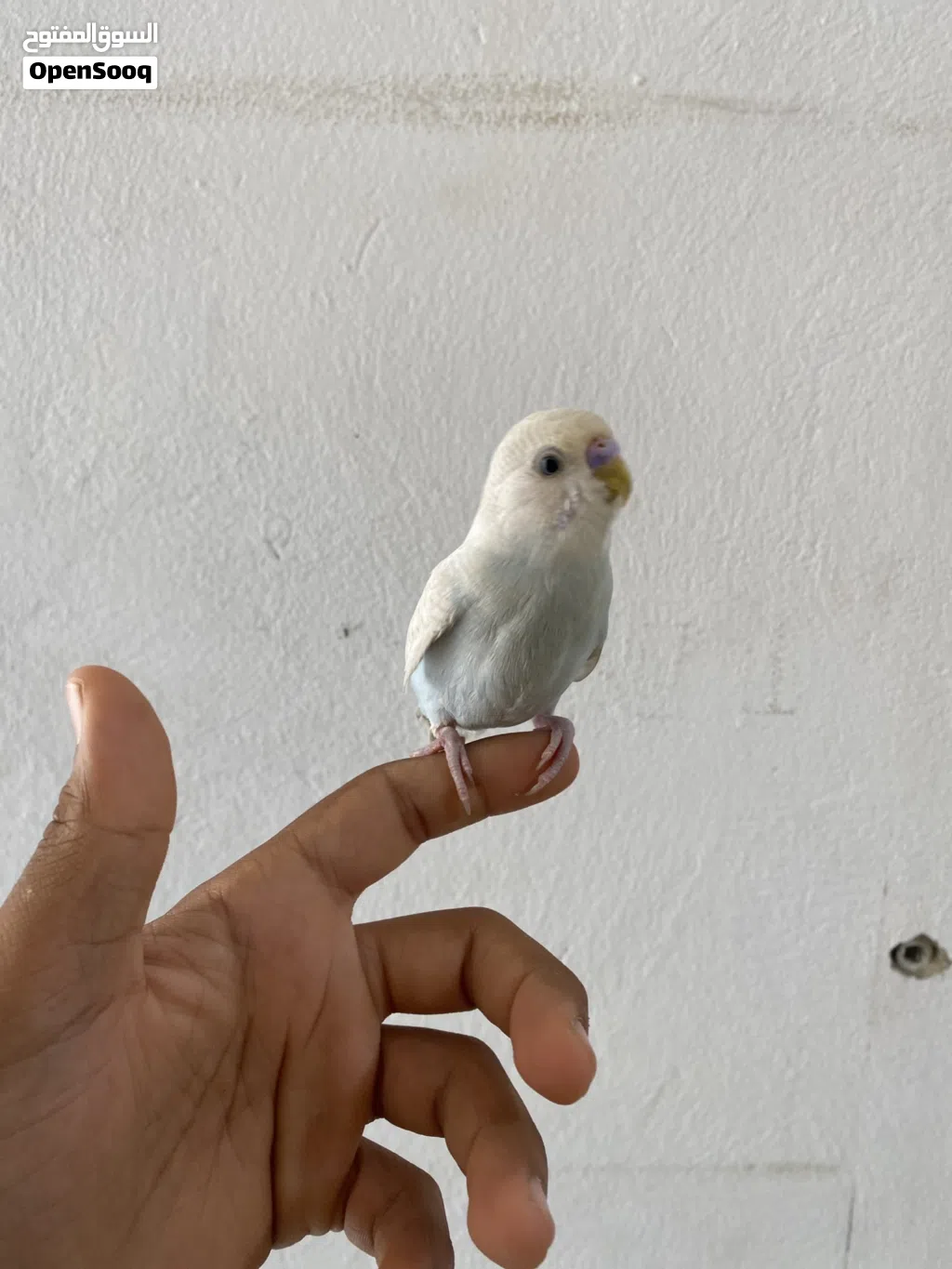 عصفور بقلينو مروض داخلي
