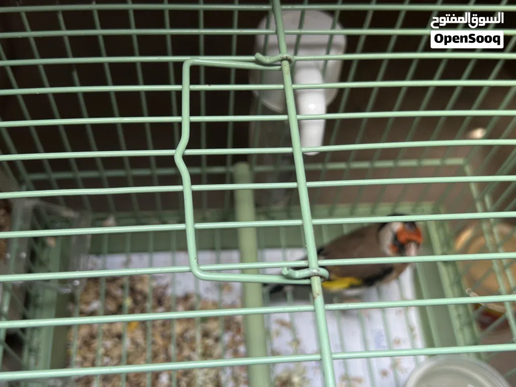 حسون سوري ذكر مغرد