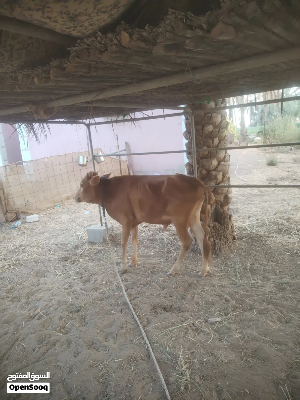 للبيع ثور عماني العمر سنه ونص يصلح للتربيه