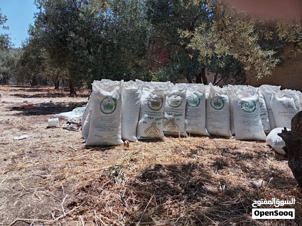 موجود تبن فول