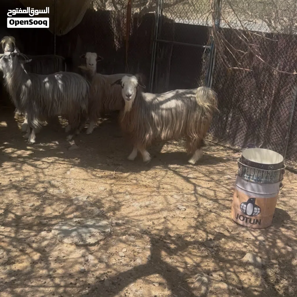 ماشاءالله للبيع حلال جبالي وشي صلالي وشي مهجن العدد 15