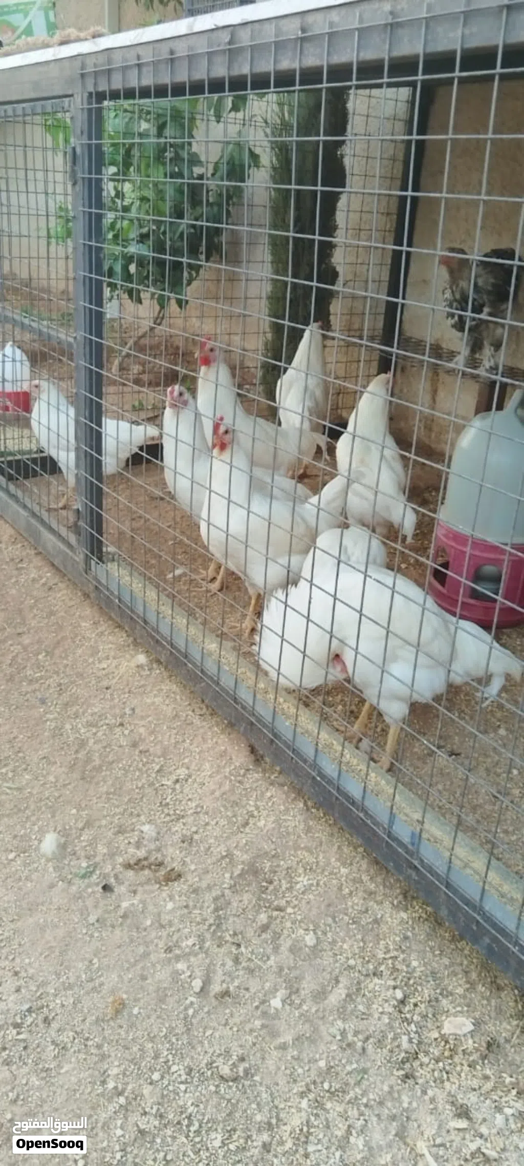جاج لهمان انظيف