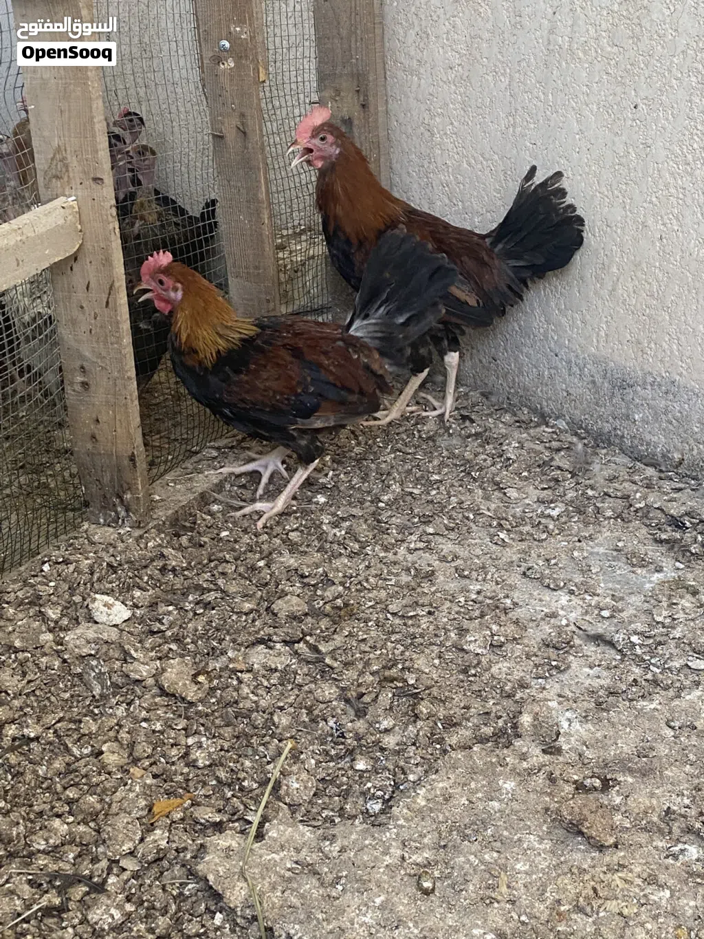 ديجين عمر 3 ونص كويتيات