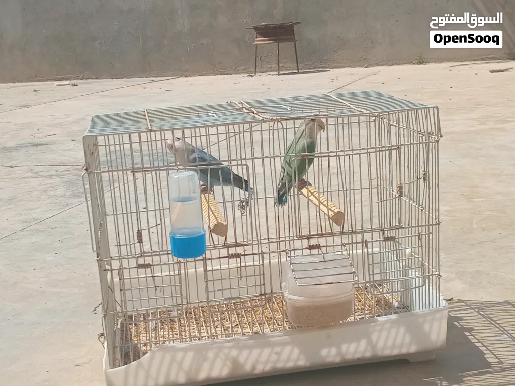 متوفر افروغ روز عمر 4اشهوور تباركه الله لنيته بيربي وبيدير كووبيه والله ميفووتها دكر ازرق انته خضر