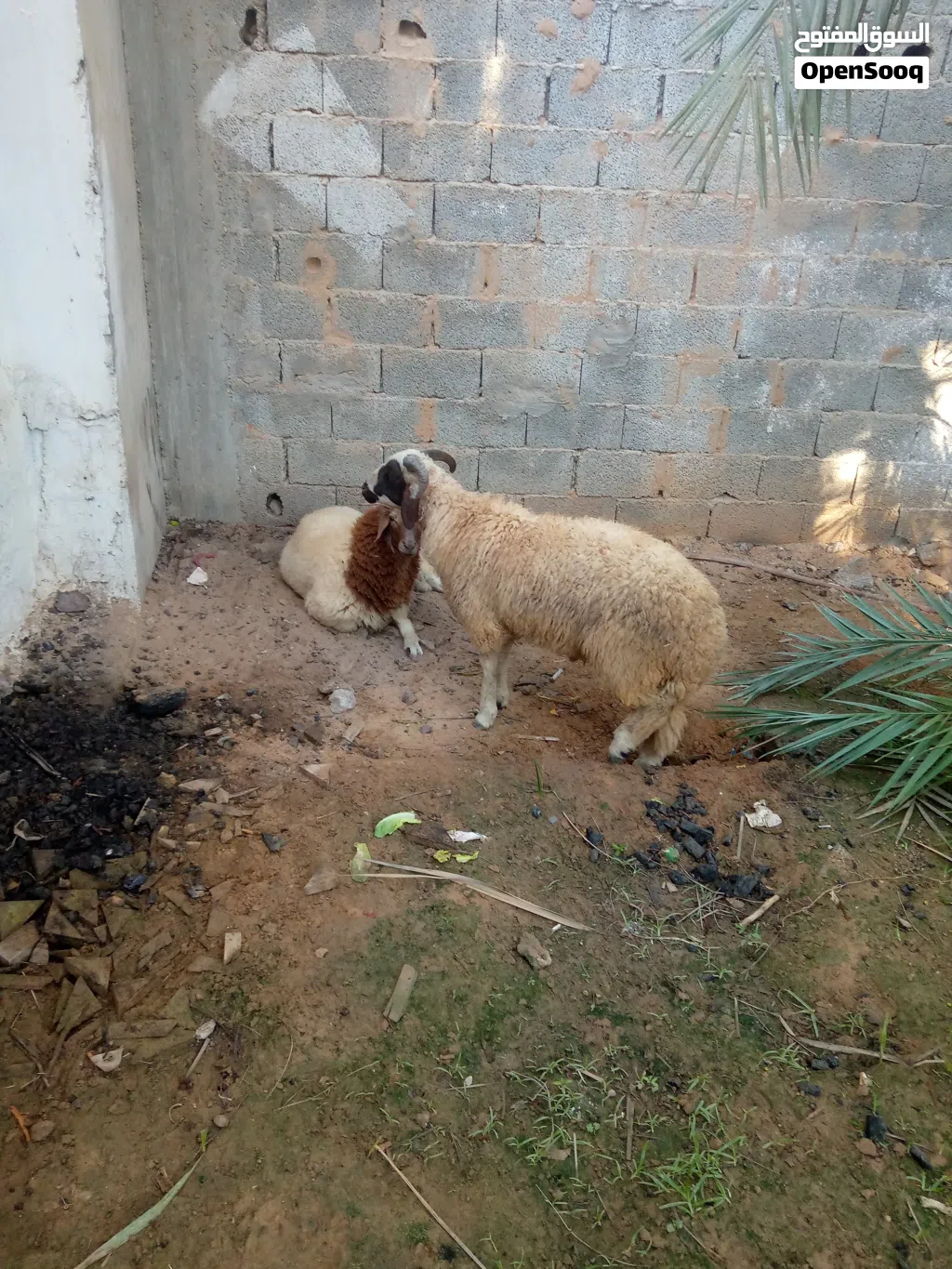 زوز خرفان للبيع