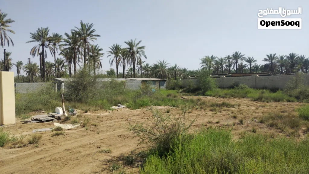 ارض الاجار صحار الزعفران