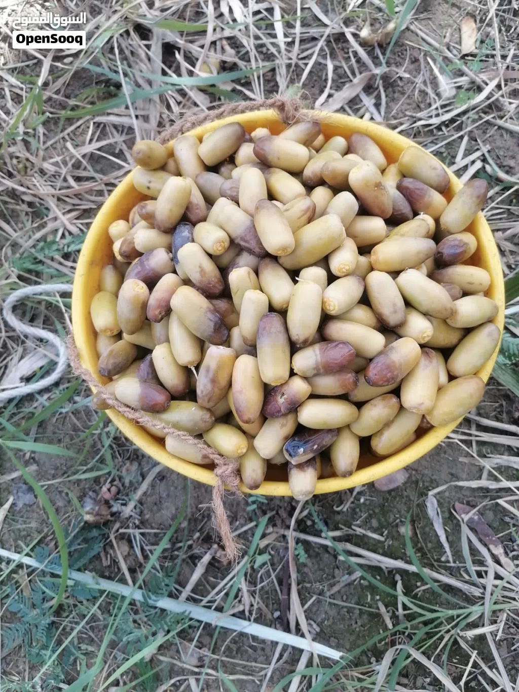 يوجد رطب بشكل يومي بطلب