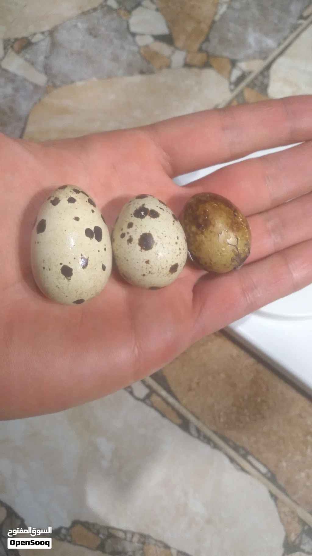 طيور سمان جامبو وسوبر جامبو أعلى جودة
