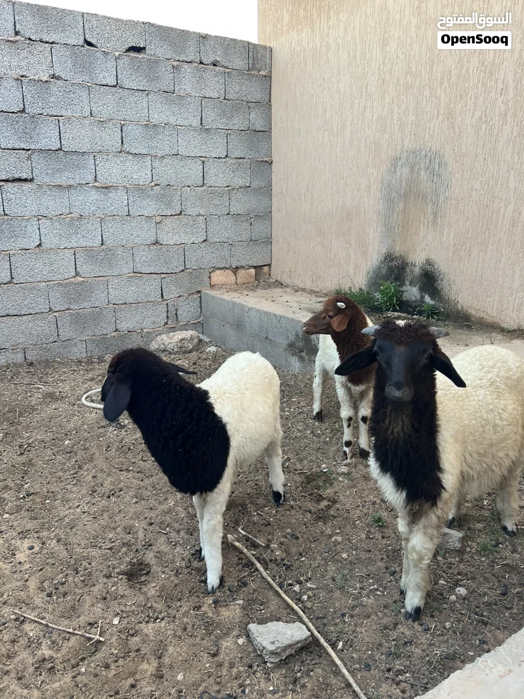 بيع زوز خرفان ربي بارك عمره 3او4اشهور بيع جمله