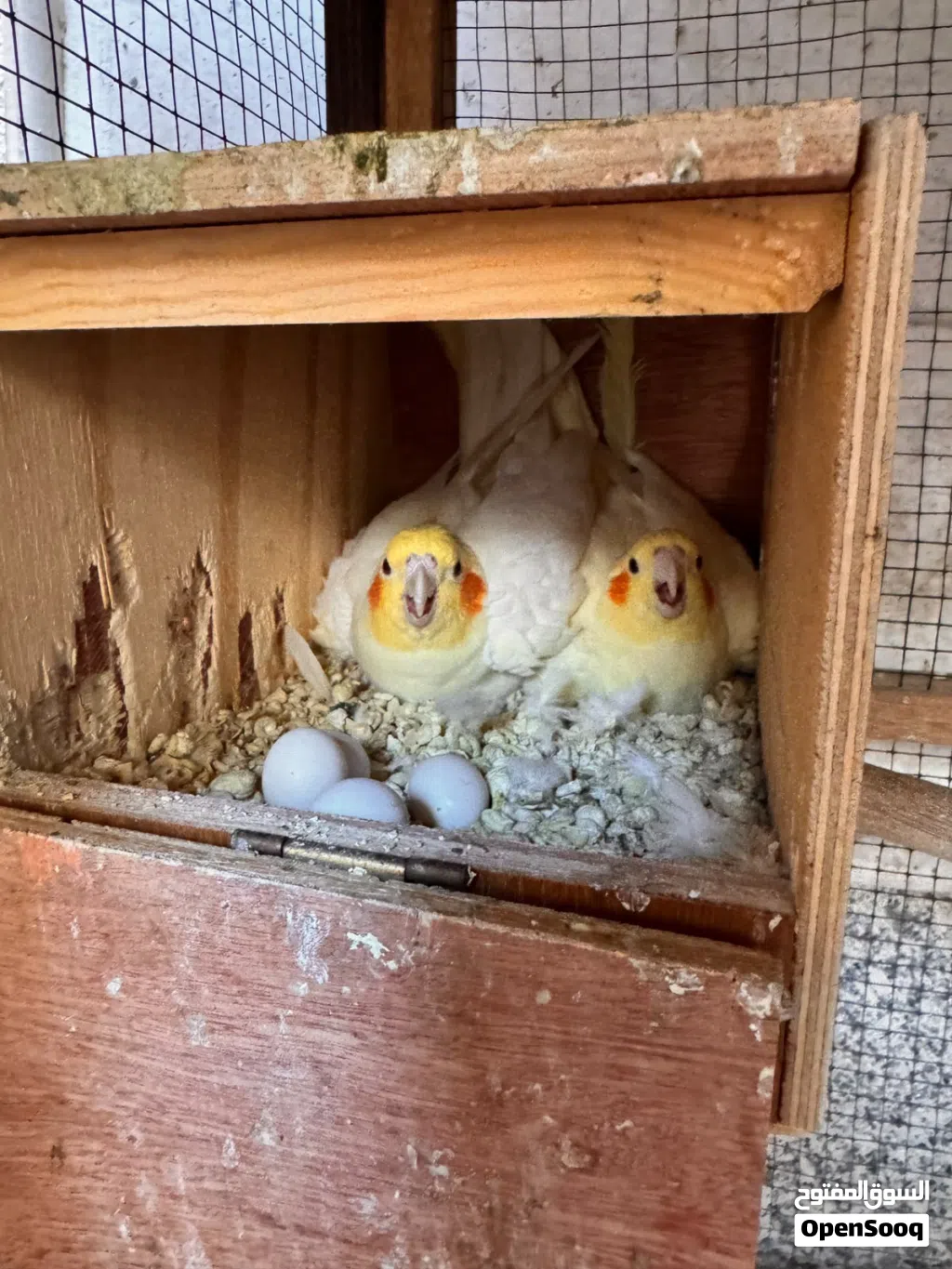 Birds for sale