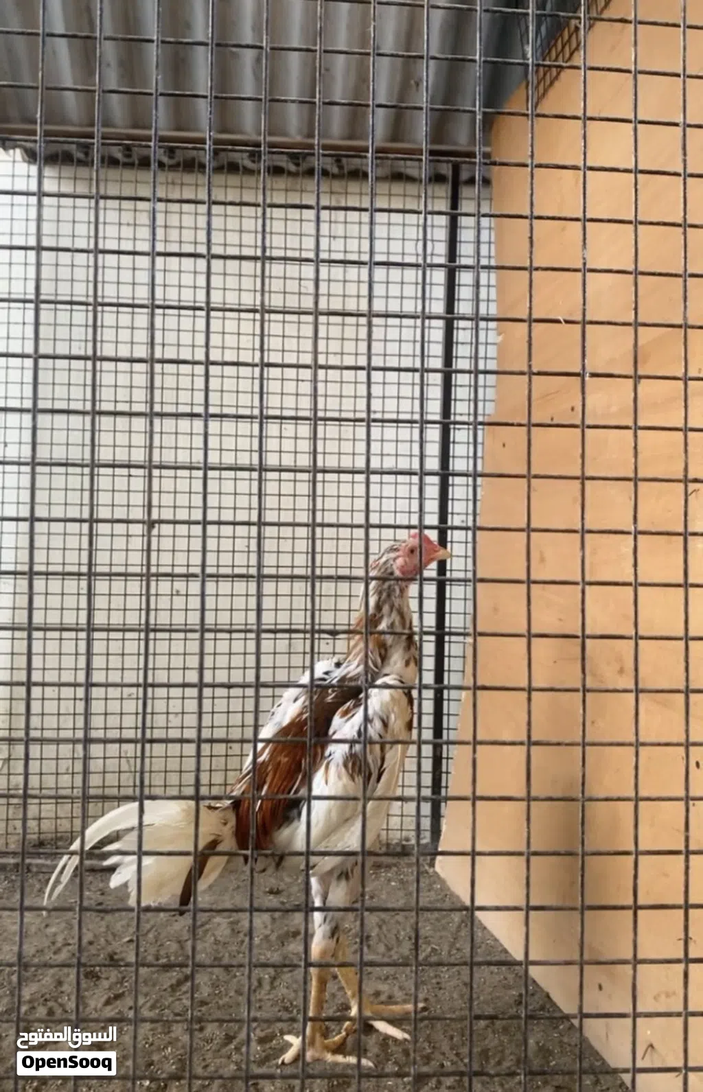 للبيع طير سندي بتشو