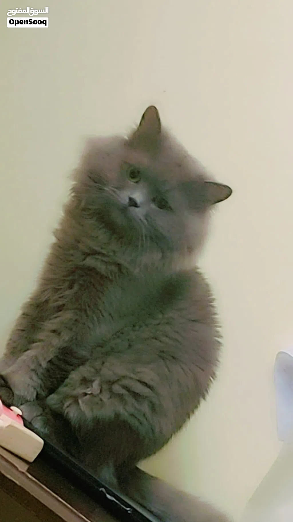 Premium Quality British Persian Male Cat for Sale (with Pet Passport)