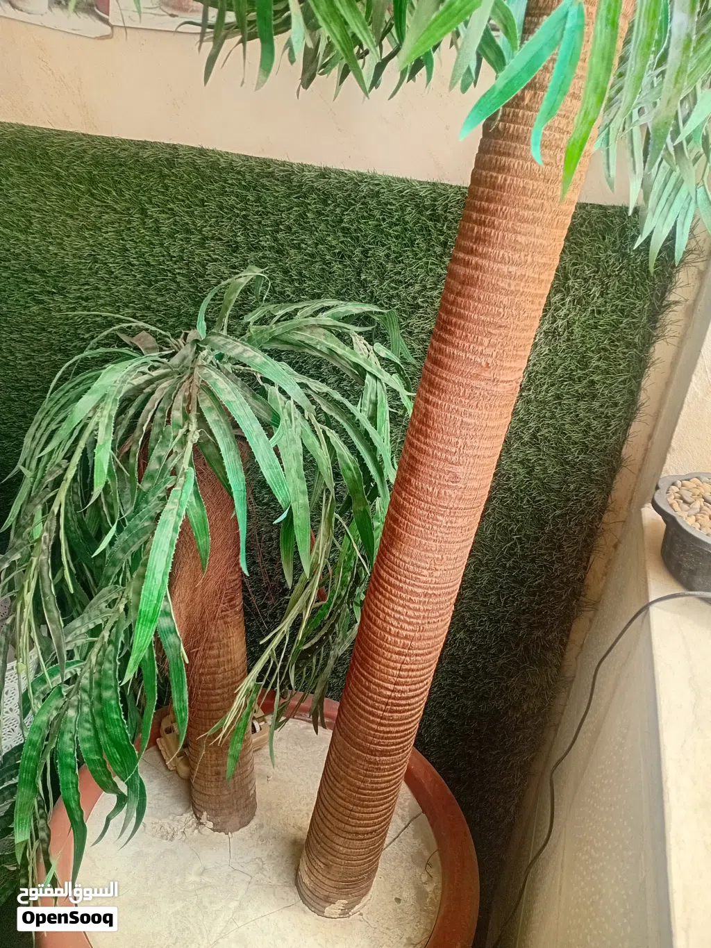 شجره ضخمه جداا للبيع بسعر حرق بسبب ضيق المكان