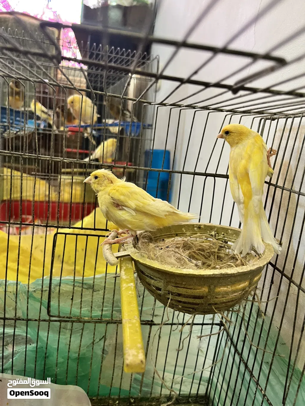 طيور كناري