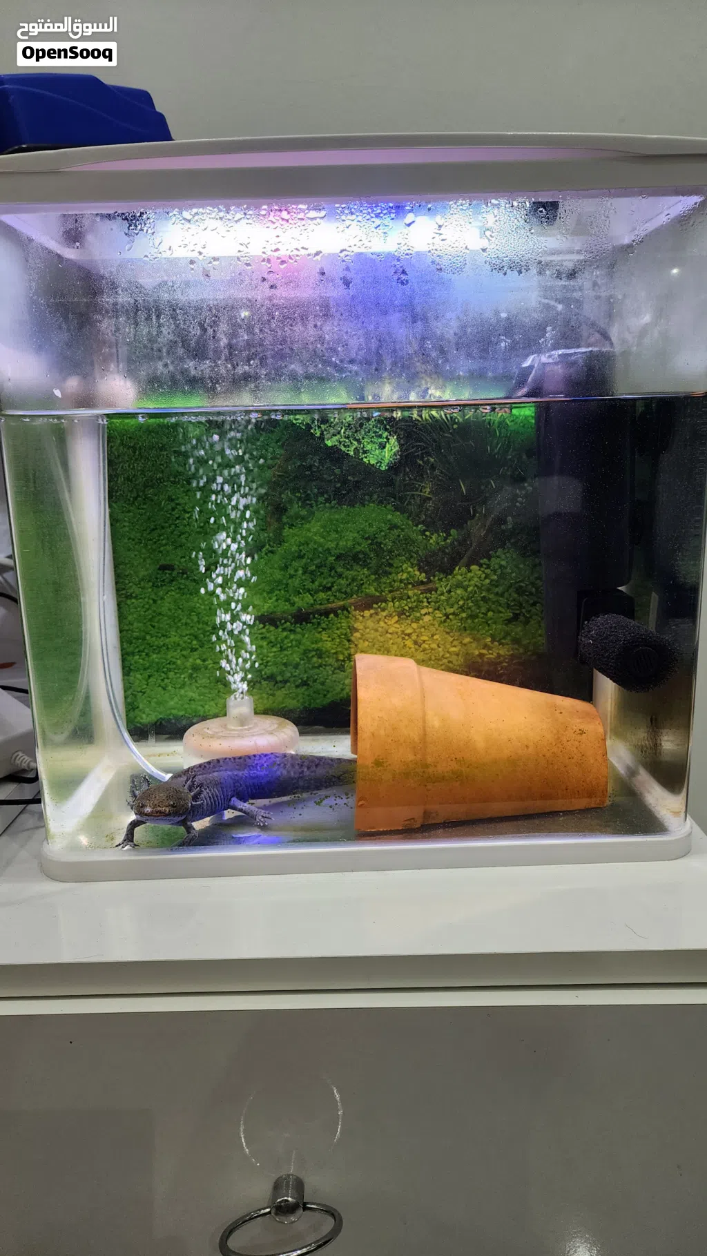 Axolotl for Sale – Complete Setup Included