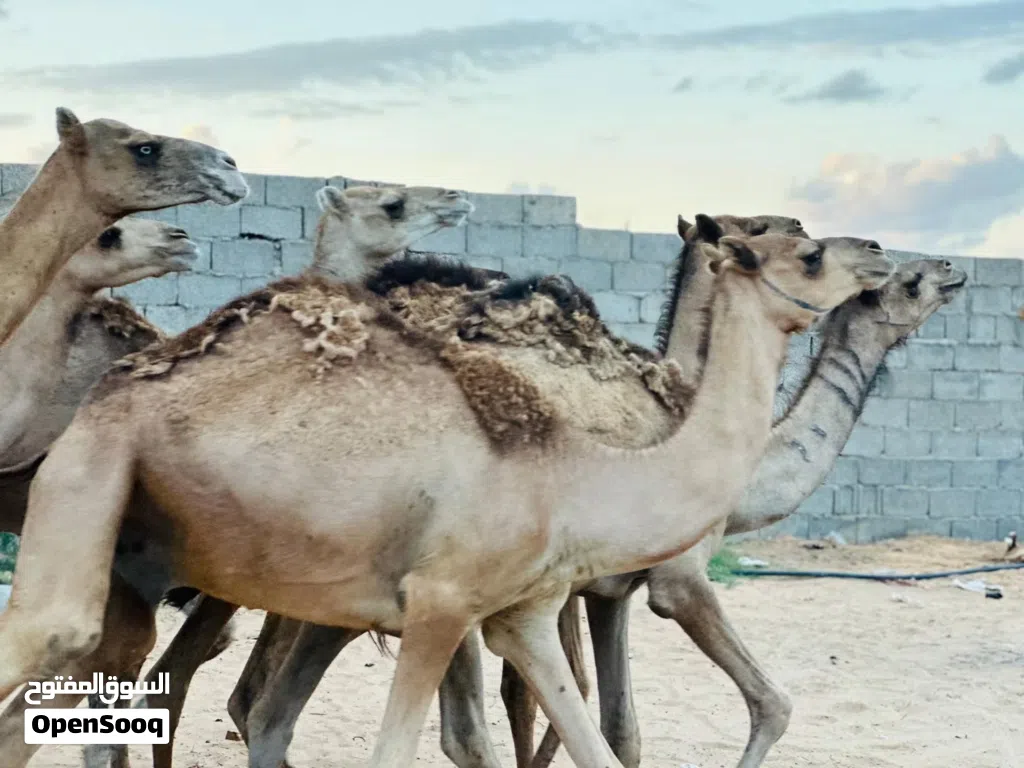 قعدان مناسبة