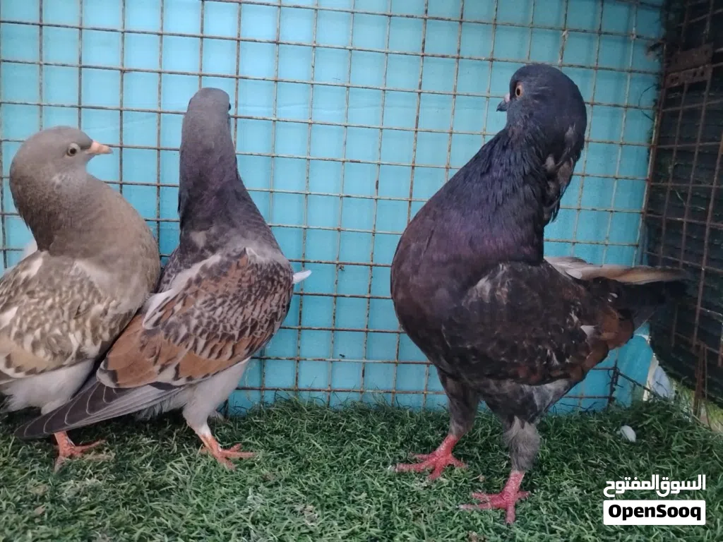 حمام مدينه برونز و لاحم دن اقرا الوصف
