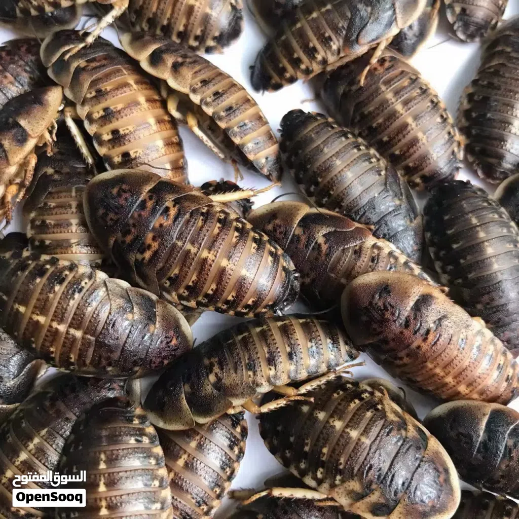دوبيا روتش Dubia Roach