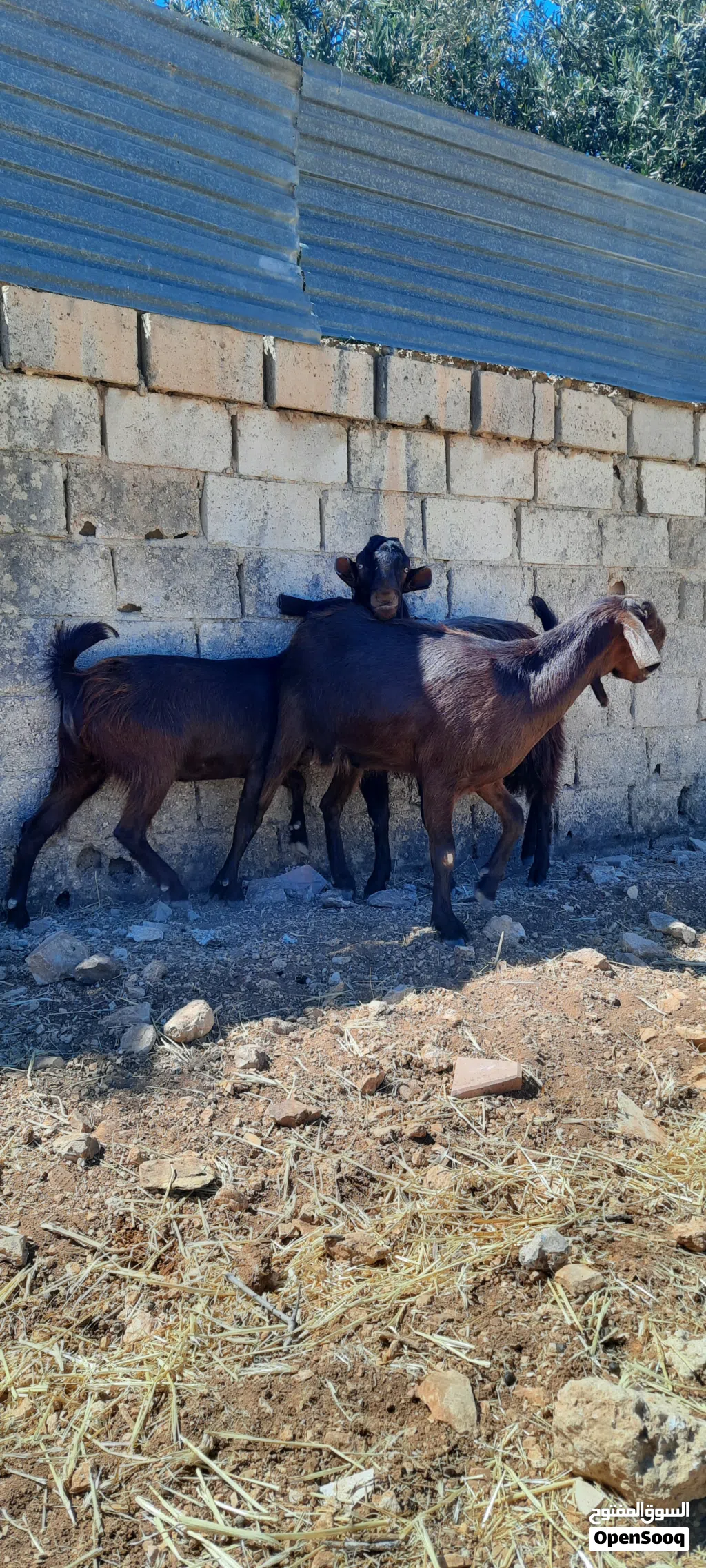 عنزين و تيس