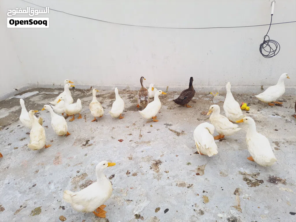 للبيع بش بصحة ممتازة