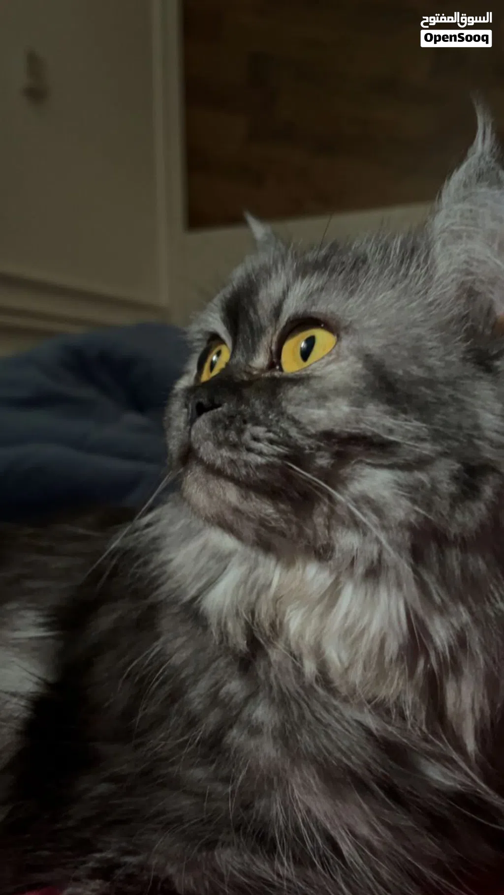 MIXED Persian Female Cat 2 Years Old Vaccinated Friendly & Healthy