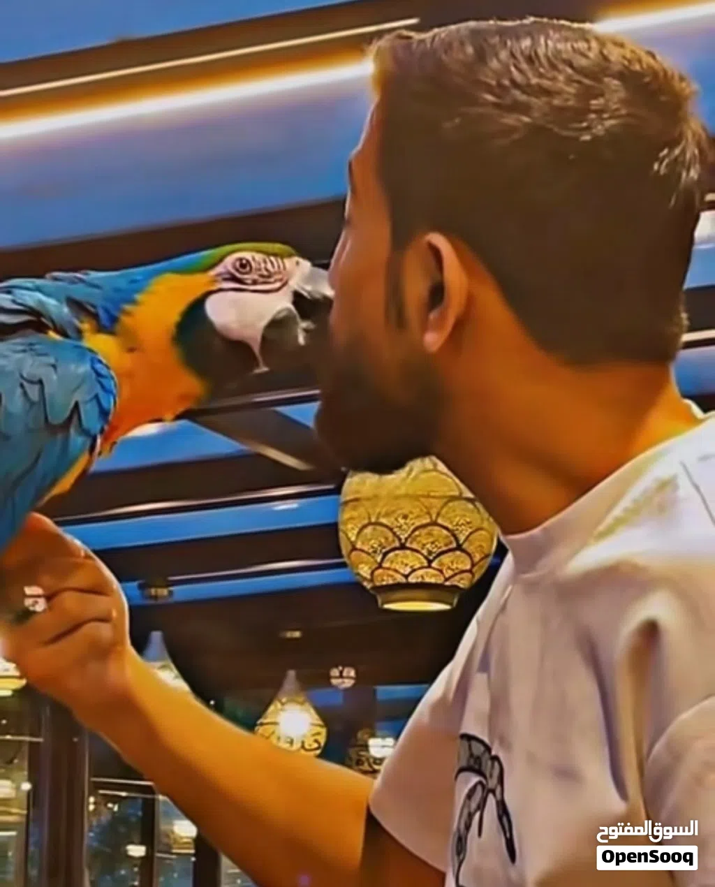 ببغاء مكاو