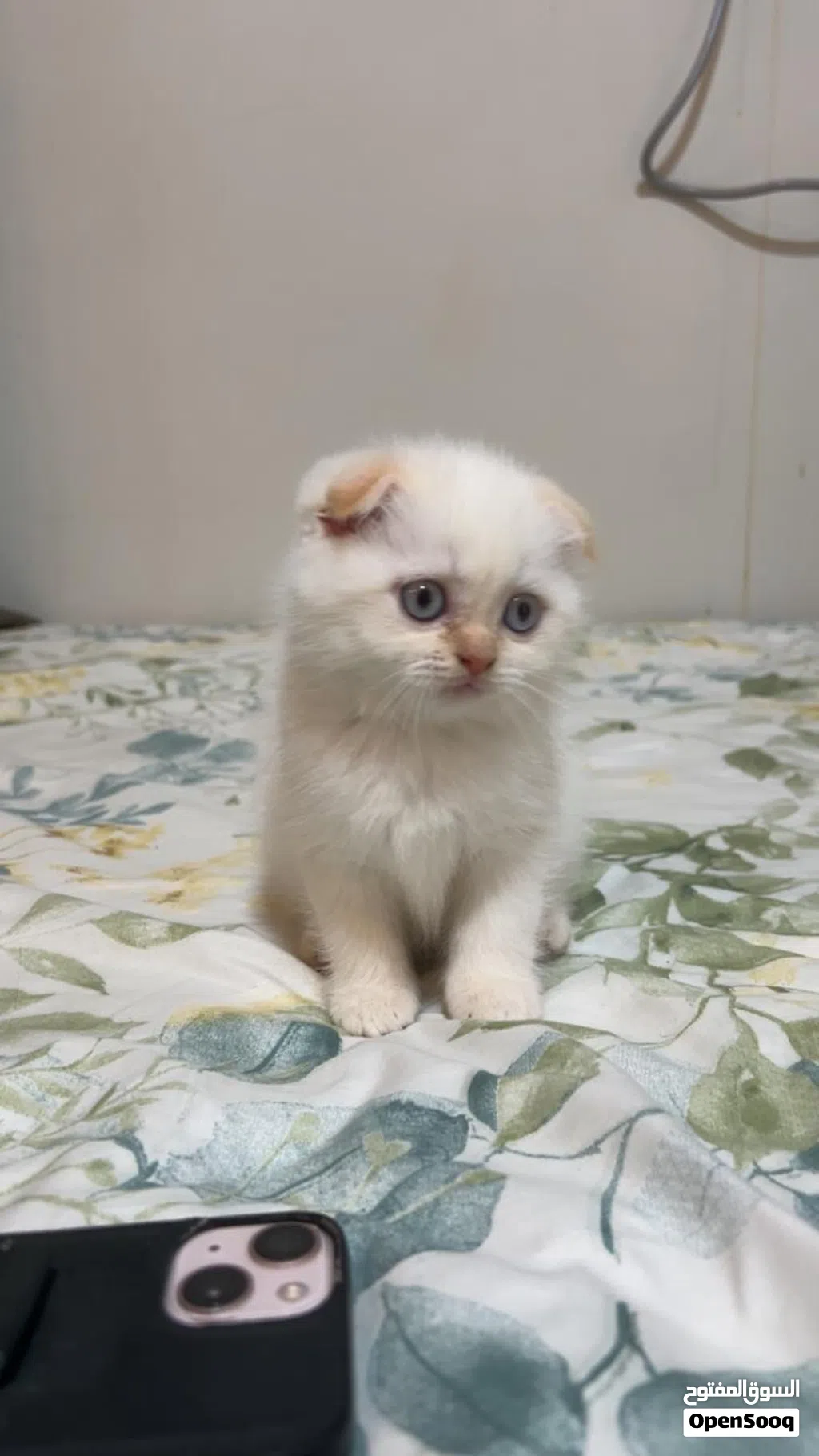 Playful and friendly Scottish-fold-British short hair Available for Adoption