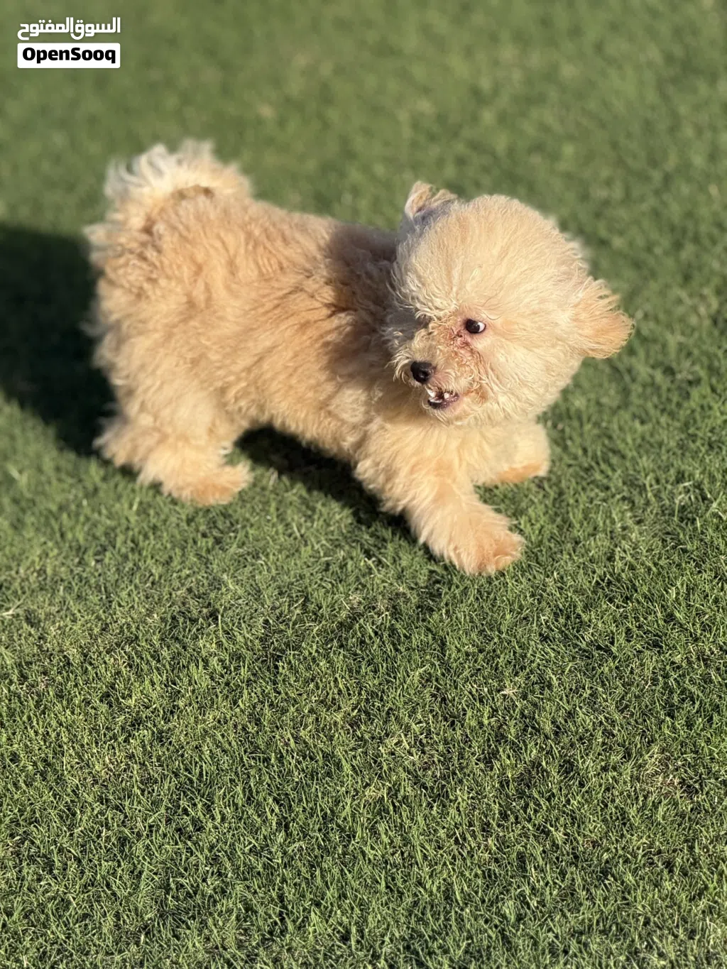 Maltipo puppy