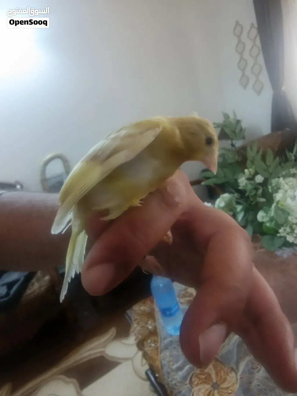 جوز مخاليف رازا جاسب