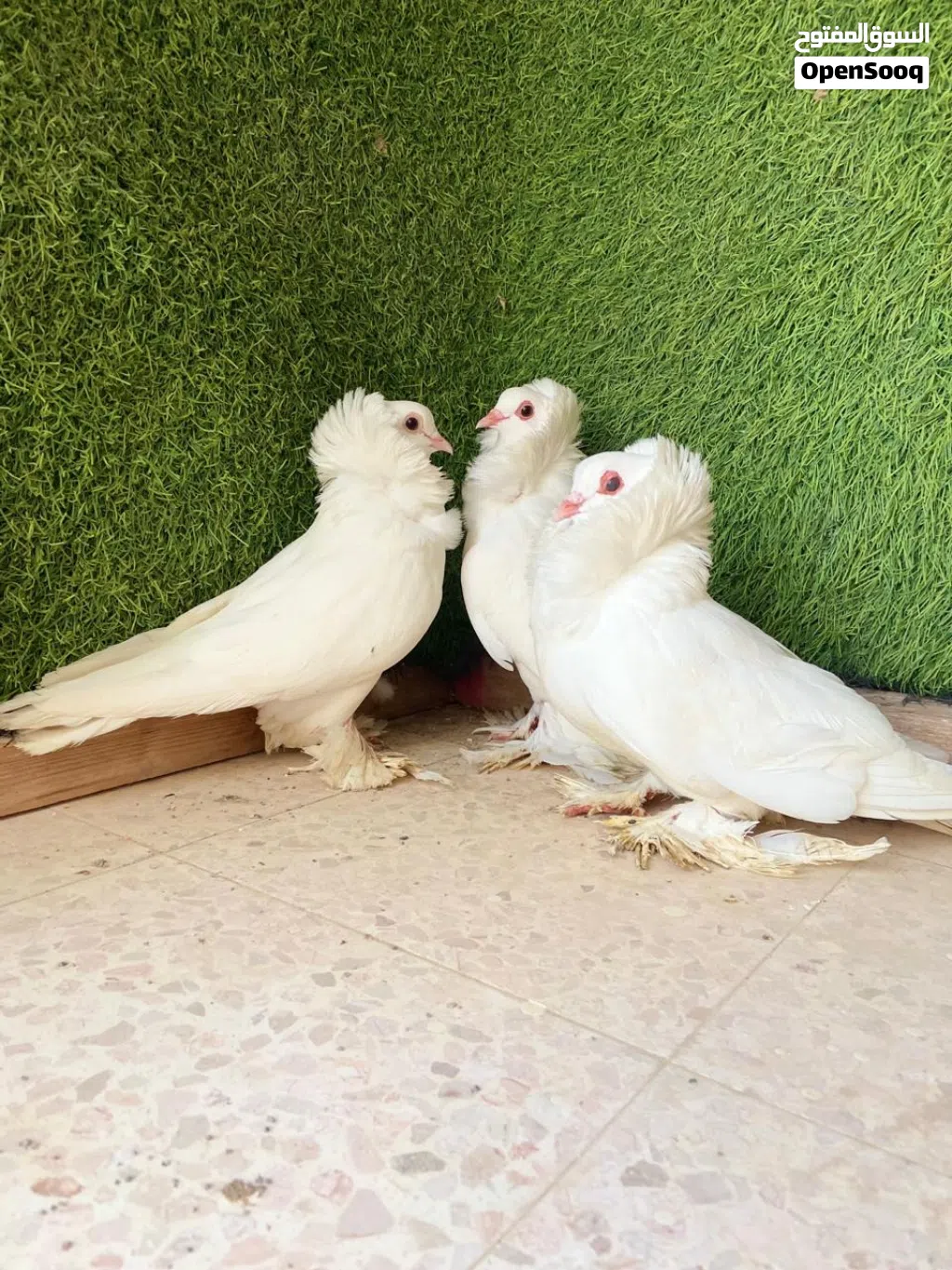 سنت أمريكي للبيع